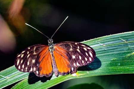 BIODIVERSIDAD, CAMBIO CLIMÁTICO Y PANDEMIA